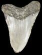 Bargain, Megalodon Tooth - North Carolina #48288-2